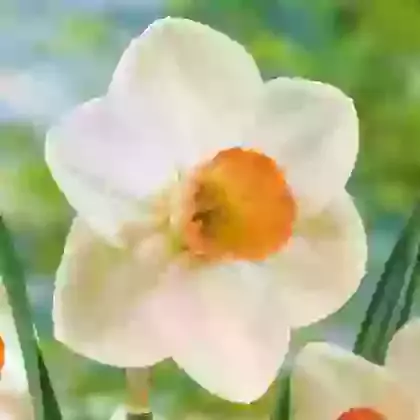 Fragrant Rose